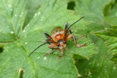 fotografie-insekten-en-vlinders-1