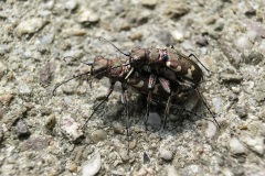 fotografie-insekten-en-vlinders-10