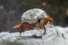 fotografie-insekten-en-vlinders-11