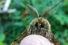 fotografie-insekten-en-vlinders-12