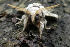 fotografie-insekten-en-vlinders-14