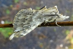 fotografie-insekten-en-vlinders-17