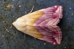 fotografie-insekten-en-vlinders-19