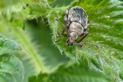 fotografie-insekten-en-vlinders-2