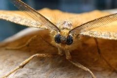 fotografie-insekten-en-vlinders-20