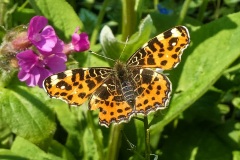 fotografie-insekten-en-vlinders-22