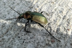 fotografie-insekten-en-vlinders-3
