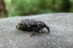fotografie-insekten-en-vlinders-4
