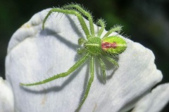 fotografie-insekten-en-vlinders-5