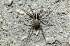 fotografie-insekten-en-vlinders-6
