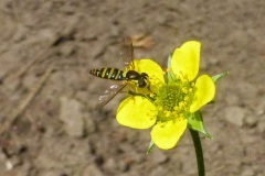 fotografie-insekten-en-vlinders-7
