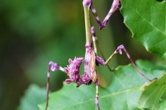 fotografie-insekten-en-vlinders-8