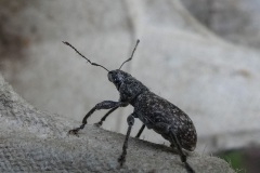 fotografie-insekten-en-vlinders-9