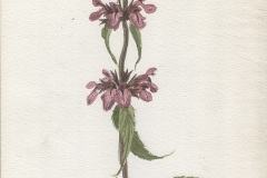 Dovennetel