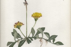 Muizeoortje