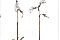 Waterlobelia, Schotland