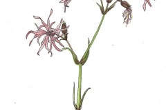 Koekoeksbloem, Schotland
