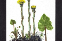 Klein hoefblad