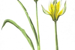 Tulp