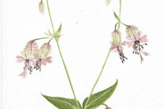 Avondkoekoeksbloem