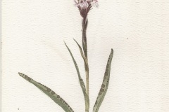 Gevlekte orchis