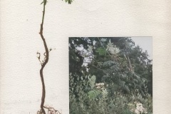 Lijsterbes