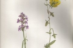 Muggenorchis