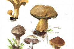 Paddestoelen, Lanchoil, Scotland
